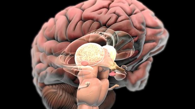 Nerves that reach the brain 3d , medical illustration.