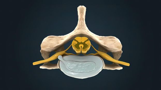 Human Spine In Details: Vertebra, Bone Marrow, Disc And Nerves 3d illustration