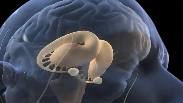 Neurons Transmit Messages In The Brain. Neurons are the cells that pass chemical and electrical signals along the pathways in the brain. 3d illustration