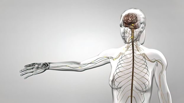Human nervous system, system that conducts stimuli from sensory receptors to the brain and spinal cord and conducts impulses back to other parts of the body. 3d illustration