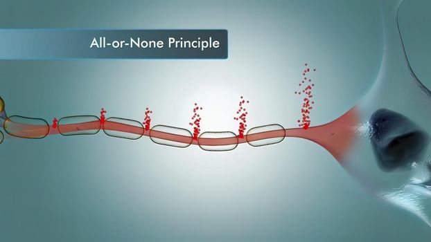 Neuron and synapses 3d medical illustration. Neurogenesis, remyelination, myelin, schwann cells,