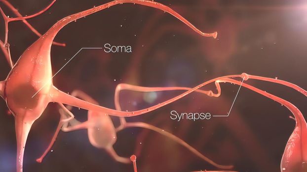 Synapse and Neurons sending electrical signals and chemical signaling to human receptor cells as a neurotransmitters for the brain and nervous system in the function of anatomy of the body. 3d illustration