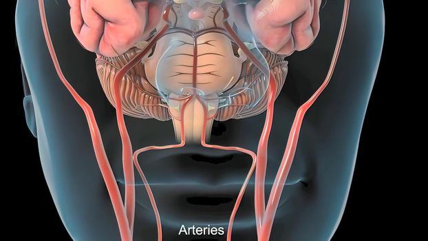 Nerves that reach the brain 3d , medical illustration.