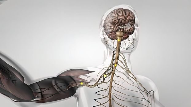 Human nervous system, system that conducts stimuli from sensory receptors to the brain and spinal cord and conducts impulses back to other parts of the body. 3d illustration