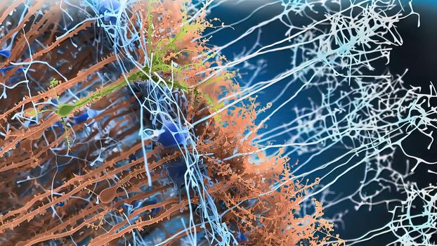 The nervous system is a complex collection of nerves and specialized cells known as neurons that transmit signals between different parts of the body. 3d illustration