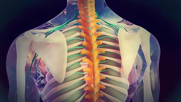 nerve within the spinal cord 3d illustration