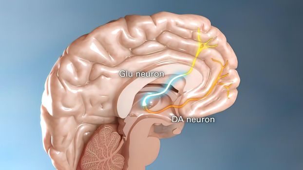 an organ of soft nervous tissue contained in the skull of vertebrates, functioning as the coordinating center of sensation and intellectual and nervous activity. 3d illustration