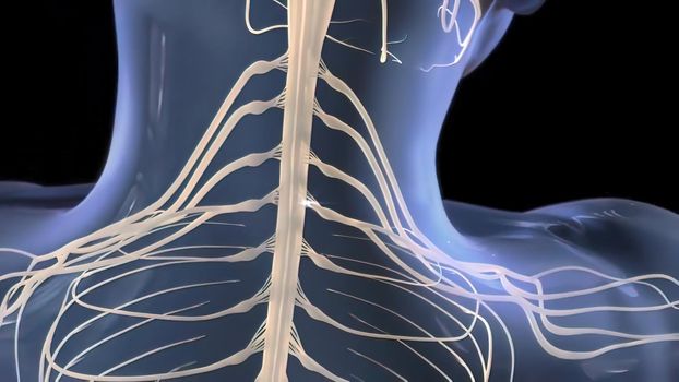 Functionality of neurons consisting of cell body, dendrites and an axon 3d illustration