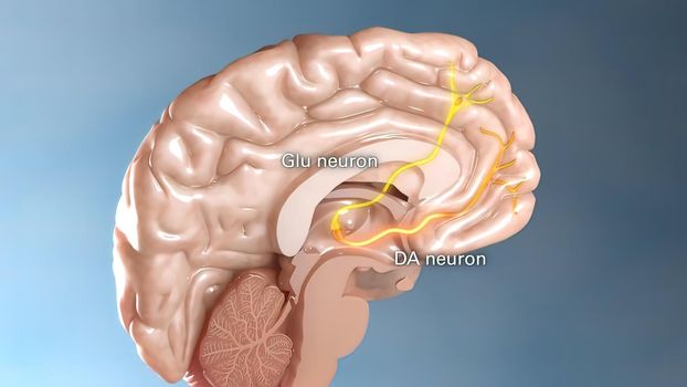 an organ of soft nervous tissue contained in the skull of vertebrates, functioning as the coordinating center of sensation and intellectual and nervous activity. 3d illustration