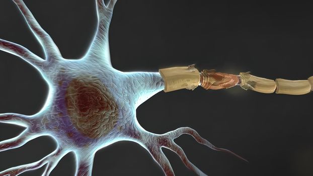 Human nervous system, system that conducts stimuli from sensory receptors to the brain and spinal cord and conducts impulses back to other parts of the body. 3d illustration