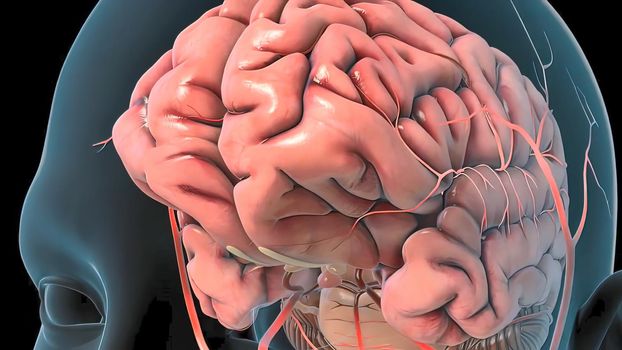 Nerves that reach the brain 3d , medical illustration.