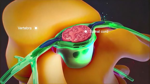 nerve within the spinal cord 3d illustration