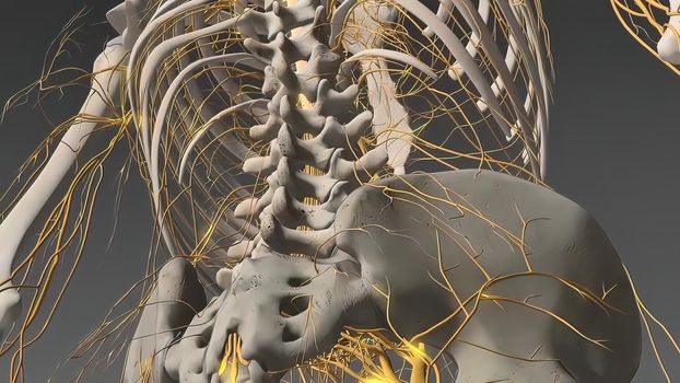 Human nervous system, system that conducts stimuli from sensory receptors to the brain and spinal cord and conducts impulses back to other parts of the body. 3d illustration