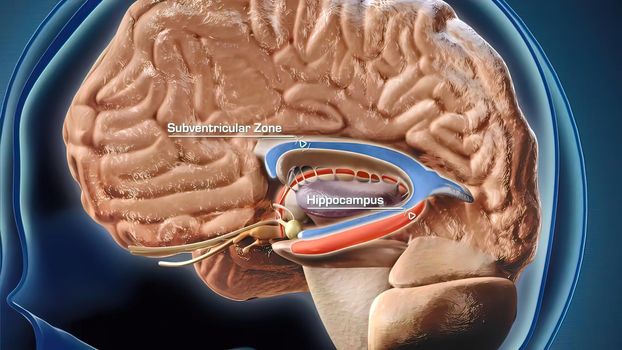 The hippocampus is a complex brain structure buried deep within the temporal lobe. 3d illustration