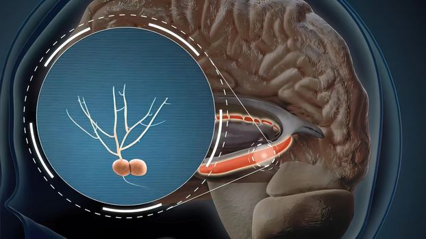 The hippocampus is a complex brain structure buried deep within the temporal lobe. 3d illustration