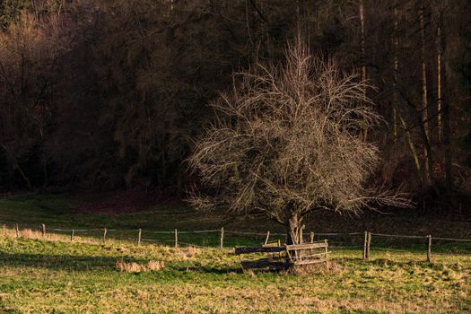 A lonely tree on a wintry green meadow in front of a forest in Germany
