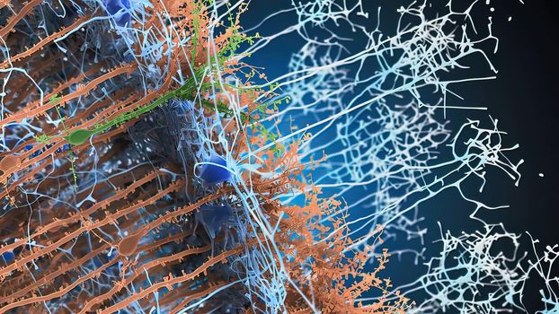 The nervous system is a complex collection of nerves and specialized cells known as neurons that transmit signals between different parts of the body. 3d illustration