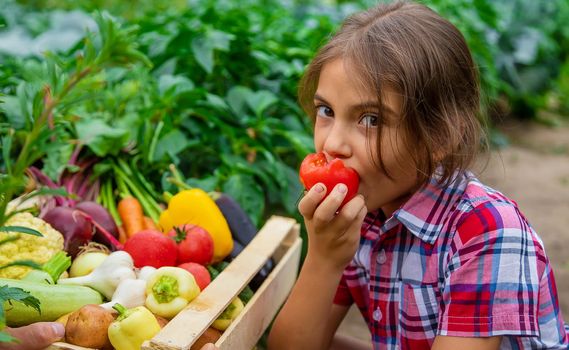 The child holds vegetables in his hands in the garden. Selective focus. Nature.