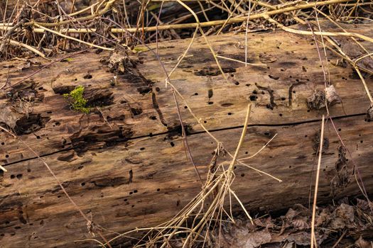 An old dead tree trunk lies on the ground in a protected forest and is being decomposed by insects