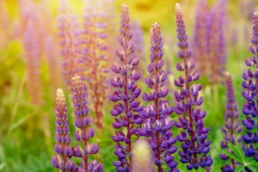 lupine flowers on meadow at sunset on a warm summer day Summer flowers. Summertime Space for text High quality photo