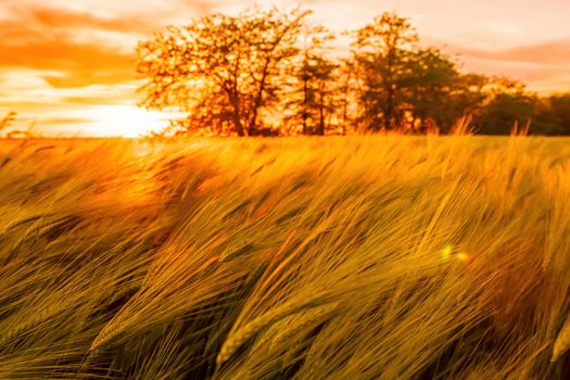 Green wheat field in countryside, close up. Field of wheat blowing in the wind at sunny spring day. Young and green Spikelets. Ears of barley crop in nature. Agronomy, industry and food production