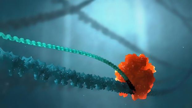 Molecular mechanisms of template-independent RNA polymerization by tRNA nucleotidyltransferases 3d illustration
