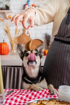 Happy Thanksgiving Day. Autumn feast. Animal allergy. Woman celebrating holiday cooking traditional dinner at kitchen with turkey, giving her dog a piece to try