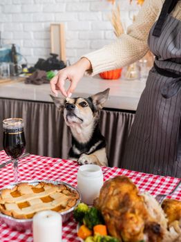 Happy Thanksgiving Day. Autumn feast. Animal allergy. Woman celebrating holiday cooking traditional dinner at kitchen with turkey, giving her dog a piece to try