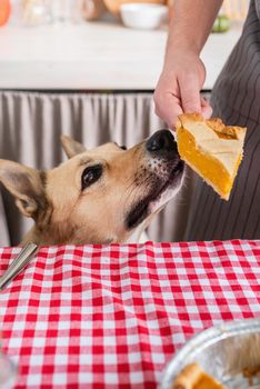 Happy Thanksgiving Day. Autumn feast. Animal allergy.man preparing thanksgiving dinner at home kitchen, giving a dog a piece of pumpkin pie to try