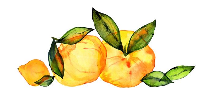 Citrus fruits composition. Orange watercolor bouquet. Cute decor for home and cafe textiles, for packaging decor and menu