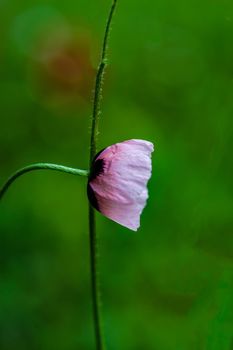 Close up of red poppy flowers blooming in the meadow