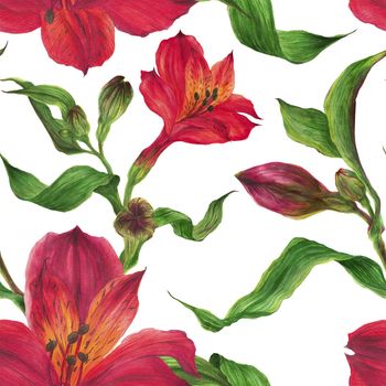 Floral seamless pattern with red alstroemeria on a white background, botanical watercolor with clipping path