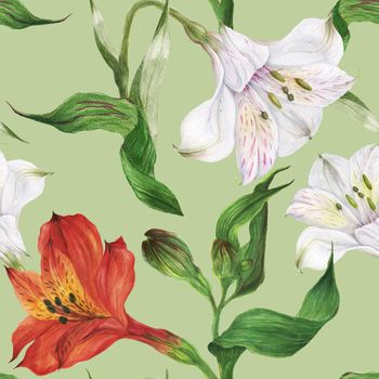 Floral seamless pattern with red and white alstroemeria on a green background, botanical watercolor with clipping path