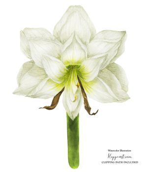 Hippeastrum flower in front view, botanical watercolor with clipping path