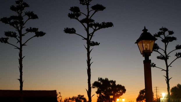 Succulent agave cactus flower panicle and vintage lantern, western California USA. Wild west retro pioneer cowboy saloon or country ranch farm garden. Sunset in desert, century plant in twilight dusk.