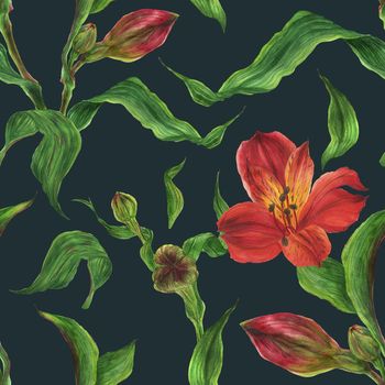 Watercolor seamless pattern with red alstroemeria buds and flowers on a dark background, botanical watercolor with clipping path
