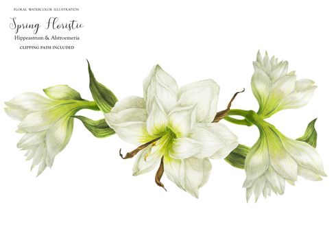 Wedding garland vignette with white hippeastrum flowers, realistic watercolor illustration with clipping path