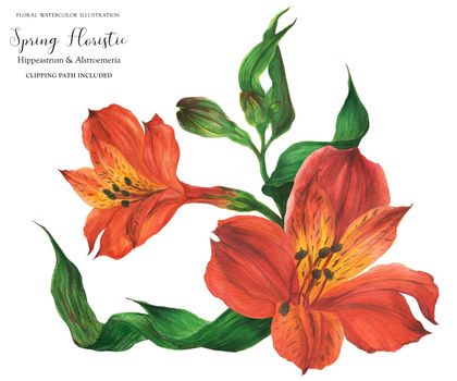 Corsage bouquet with red peruvian lily flowers, realistic watercolor illustration with clipping path