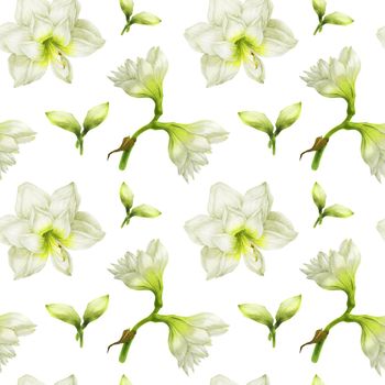 White Hippeastrum flowers and buds, watercolor seamless pattern on a white background with clipping path