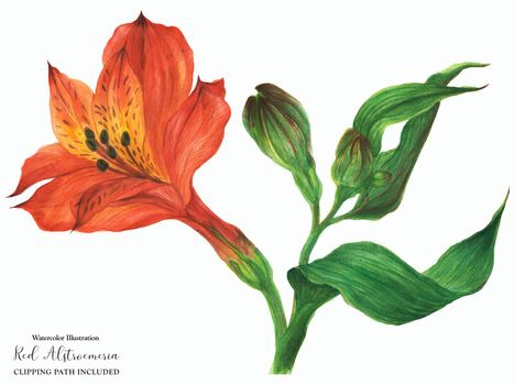 Red alstroemeria branch with blossom flower and buds, botanical watercolor with clipping path