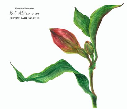 Red alstroemeria buds and leaves on a branch, botanical watercolor with clipping path