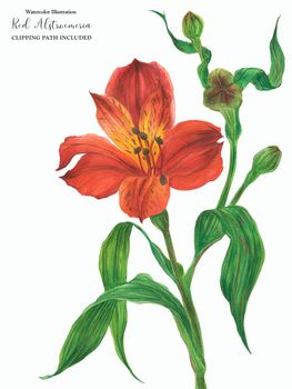 Branch of blooming red alstroemeria, botanical watercolor with clipping path