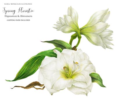 Bridal corsage bouquet with white hippeastrum, realistic watercolor illustration with clipping path