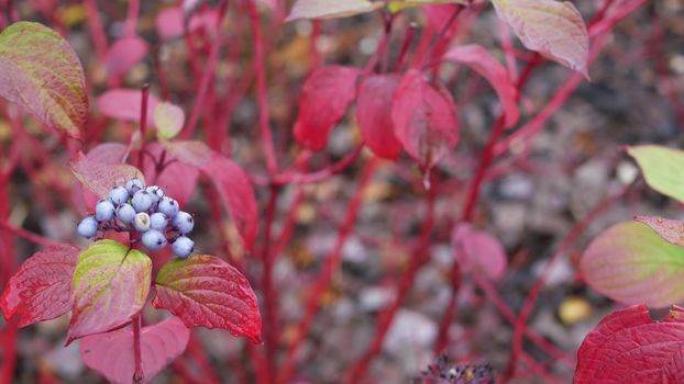 Red autumn leaves, wild dogwood berry fall leaf in forest or woods. Leafage in park in september, october or november. Seasonal foliage in woodland. Natural floral background. Bush or shrub tiny plant