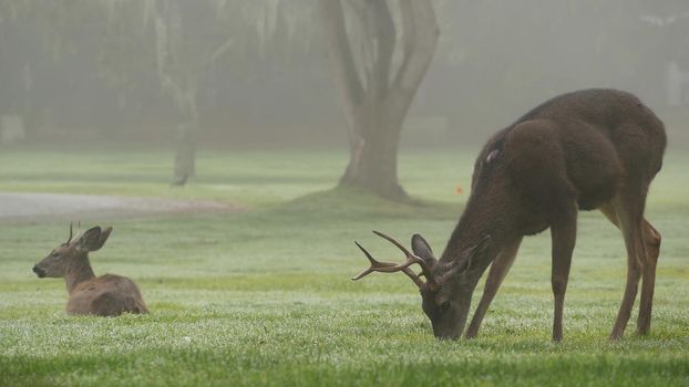 Two wild deers male with antlers and female grazing on green lawn in foggy weather. Couple or pair of animals on grass, Monterey wildlife, California nature, USA. Herbivore hoofed mammals with horns.