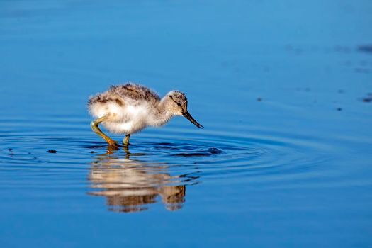 Baby avocet in spring in the Netherlands