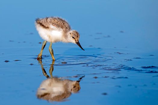 Baby avocet in spring in the Netherlands