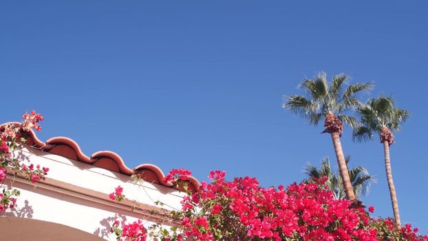 Red crimson bougainvillea flowers blossom or bloom, white wall, tiled roof of house. Mexican or spanish style garden in California, Palm Springs, USA. Tropical exotic flora, palm trees and blue sky.