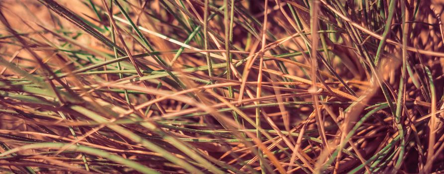 Dry wild needle grass plant herb wallpaper. Savannah soil. Yellow beige pale green matte sepia style. Drought sun day time. Abstract background real photo nature. Banner, more tone red light in stock.