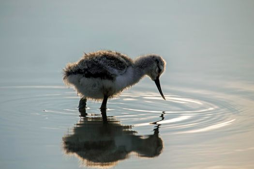 Baby avocet in spring in the Netherlands